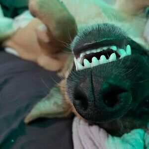 Meet your Posher, Leslie